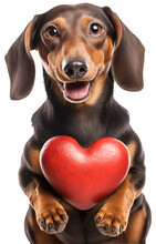 A Happy Dachshund Dog With A Valentine's Day Heart As A Symbol For Love Isolated On A Transparent Background