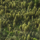 Fototapeta Las - Dreamy wiew of a dense pine forest seamless background. Generative ai