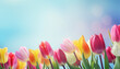 Dutch tulips on a blue background ,spring concept