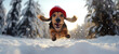 Cute dachshund dog with a Santa's hat running, jumping in the snow, daytime in the winter snow in the woods.