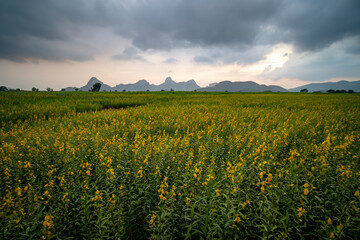 yellow flower field with mountain as background and dramatic sky in Lopburi province Thailand