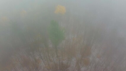 Wall Mural - Flying through thick fog in the woods near Mount Washington, New Hampshire, USA
