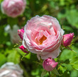 Rose épanouie dans le jardin du musée Courbet à Ornans, Doubs, France
