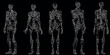 squelettes humains Illustration vectorielle dans différentes poses. Parfait pour les conceptions éducatives, médicales, d’Halloween ou anatomiques. Structure osseuse détaillée de haute qualité compren