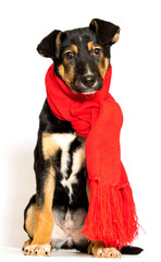 Poster - dog in red warm scarf