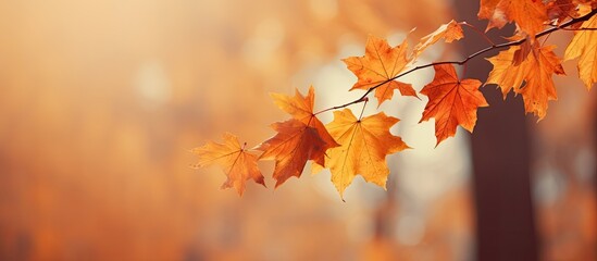 Poster - Vibrant autumn leaves on a blurred forest. Perfect backdrop for autumn.
