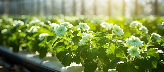 Poster - Spring greenhouse in Moldova grows small cucumber flowers.