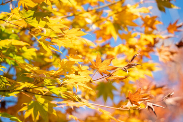 Poster - Beautiful maple leaves on the tree in autumn season.