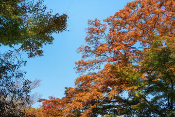 Poster - Beautiful maple leaves on the tree in autumn season.