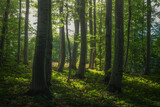 Fototapeta Las - Green beech forest in the sun