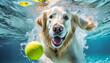 dog jumping into the pool to catch a tennis ball