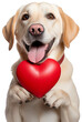 A labrador retriever dog showing a red heart for Valentines Day isolated on a white background as transparent PNG