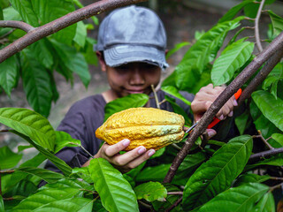 Sticker - Close-up hands of a cocoa farmer use pruning shears to cut the cocoa pods or fruit ripe yellow cacao from the cacao tree. Harvest the agricultural cocoa business produces.