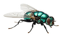 Blow Fly Decomposer Specialist Isolated On A Transparent Background PNG