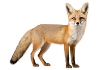 Cape Fox Desert Prowler Isolated On A Transparent Background PNG