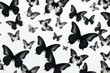  a group of black and white butterflies flying in the air with one of the butterflies in the center of the picture.