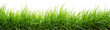green grass isolated on white transparent background . grass png. grass in bottom png  