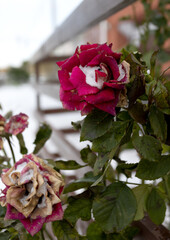 Frozen flowers. Rose bushes in snow. Red flowers and white snow. Rose bushes after snowfall and sudden cold snap. Extreme cold and plants. View of red rose flower in winter. Climate change concept