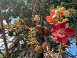 Cannonball tree with blue sky, Beautyful flower.