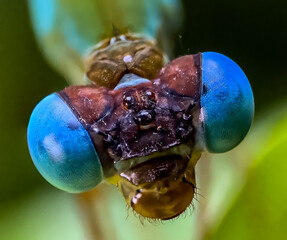 extreme closeup on blue dragonfly