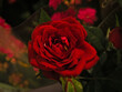 red rose in garden close up