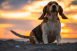 Beagle ladrando en la playa al amanecer. Perro jugando en la arena mientras amanece. Sacar de paseo a mascota por la mañana temprano. 