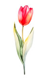 Fototapeta Tulipany - Tulip isolated on white background. watercolor painting