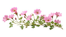 Pink Flowers Isolated On Transparent Background Cutout