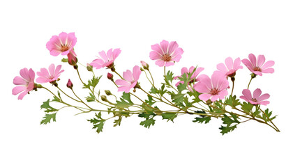 Wall Mural - pink flowers isolated on transparent background cutout