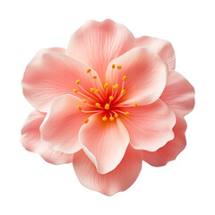 Wall Mural - pink flower isolated on transparent background cutout