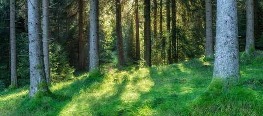 Wall Mural - Panorama of Natural green Forest, Spruce Trees in the warm light of the morning sun