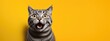 Evil cat looks maliciously, incredulously on yellow background. Ferocious cat hisses with open mouth, shows teeth. Crazy tabby pet crying