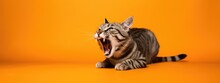 Evil Cat Looks Maliciously, Incredulously On Orange Background. Ferocious Cat Hisses With Open Mouth, Shows Teeth. Crazy Tabby Pet Crying