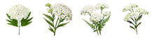 Yarrow clipart collection, vector, icons isolated on transparent background