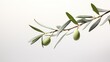 olive branch, a symbol of peace