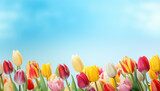 Fototapeta Tulipany - Dutch tulips on a blue background ,spring concept