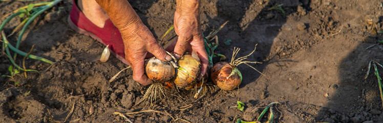 Wall Mural - An old woman harvests onions in the garden. Selective focus.