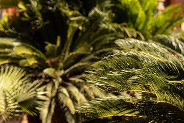 Poster - Palm trees in Villa Bonnano public park in Palermo, Sicily
