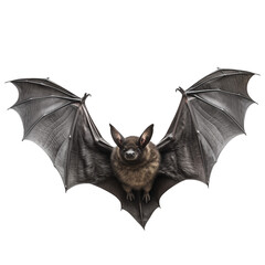 Wall Mural - A flying black bat is cut out on a transparent background. Mockup of a bat with spread wings in PNG format for inserting into a design or project.