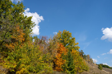 Wall Mural - Beautiful natural background in autumn, trees are green and yellow against a blue sky background