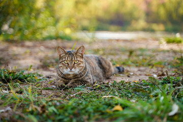 Wall Mural - A beautiful street cat walks alone outside