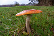 A single, lonely mushroom on the gras