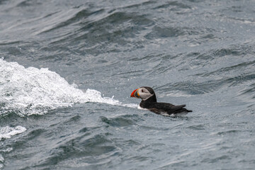 Wall Mural - An Atlantic Puffin (Fratercula arctica) swimming on the surface of the ocean off the coast of Maine, USA.