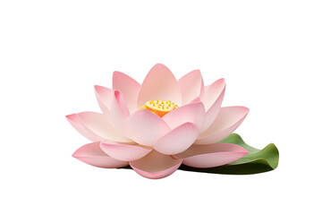 Wall Mural - Beautiful pink lotus flower on transparent background. Isolated.