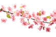 Cherry Blossoms Beautiful pink flowers fall in the air. Zero gravity or floating spring flower concept. High resolution image on transparent background. Isolated.