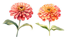 Zinnia Graceful Flower, Watercolor Clipart Illustration With Isolated Background