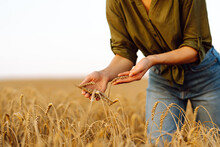 Woman farmer works in a ripe wheat field and inspects the crop, checking the quality of the wheat. Female agronomist checks the growth of a freak. Agricultural management.