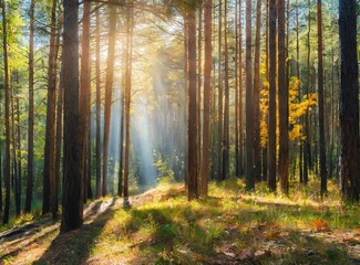 Canvas Print - Sunny morning in the autumn forest background