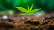 Kleine Cannabis-Pflanze sprießt aus der Erde - natürlicher anbau-  KI Generiert