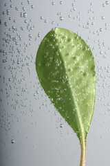 Wall Mural - Green Leaf with drops in Drops in water. Nature background.